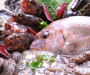 新鮮な瀬戸内の魚介類